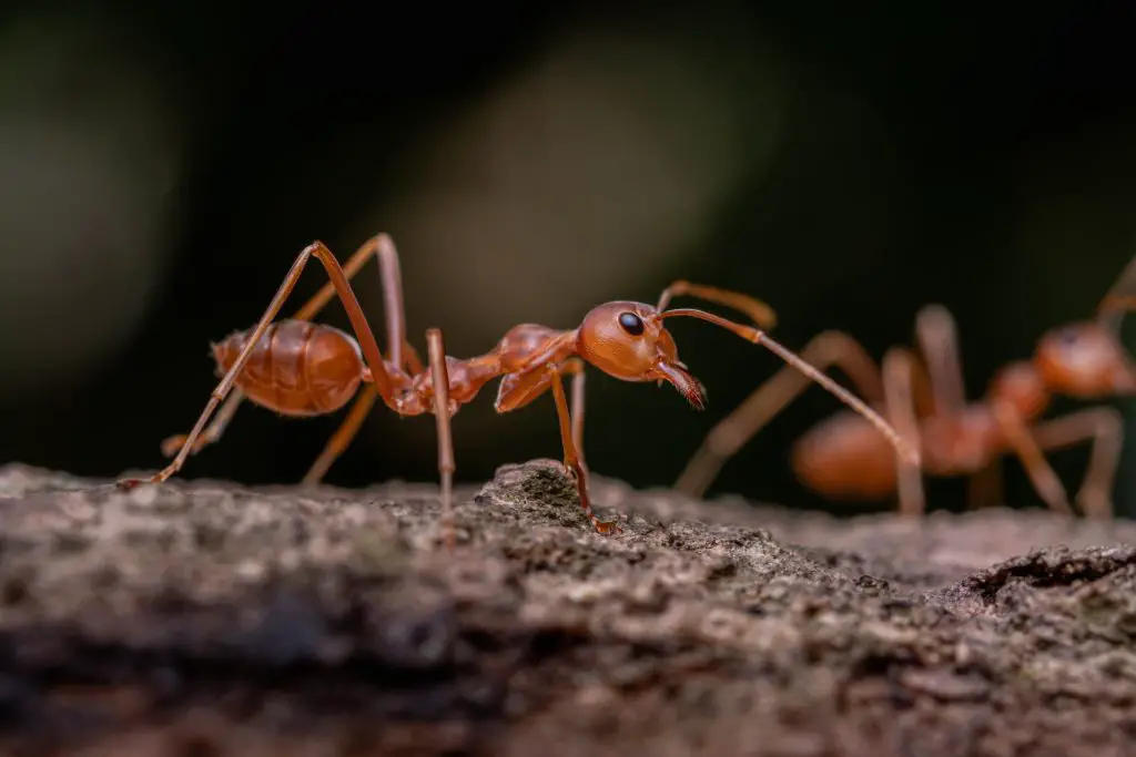 Do ants bite?
