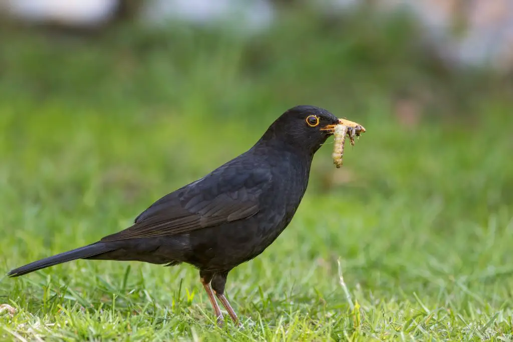 Natural lawn grub control