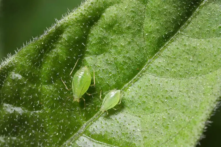 Will Aphids Die in the Winter?
