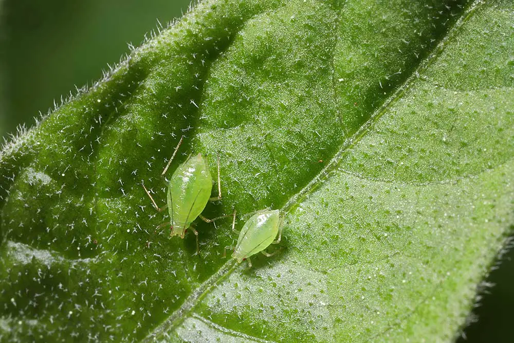 aphids on leaf