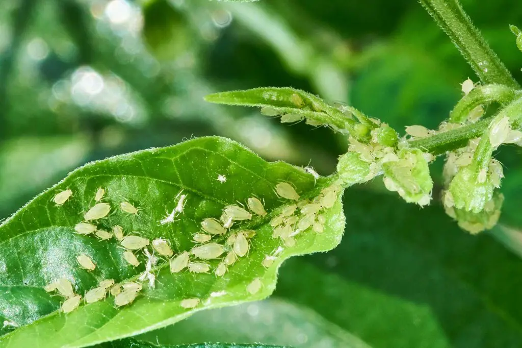 Will Sevin Spray Kill Aphids?