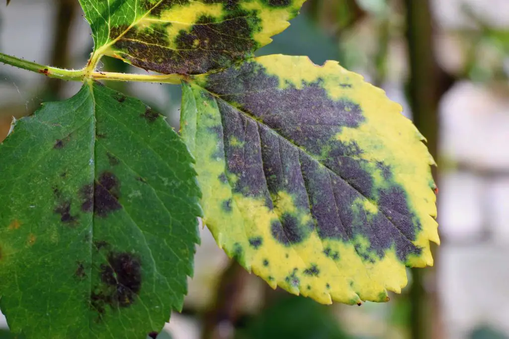 Eliminate blackspot on roses