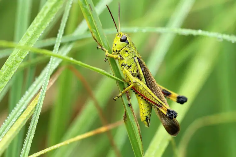 Get Rid Of Grasshoppers The Eco-Friendly Way