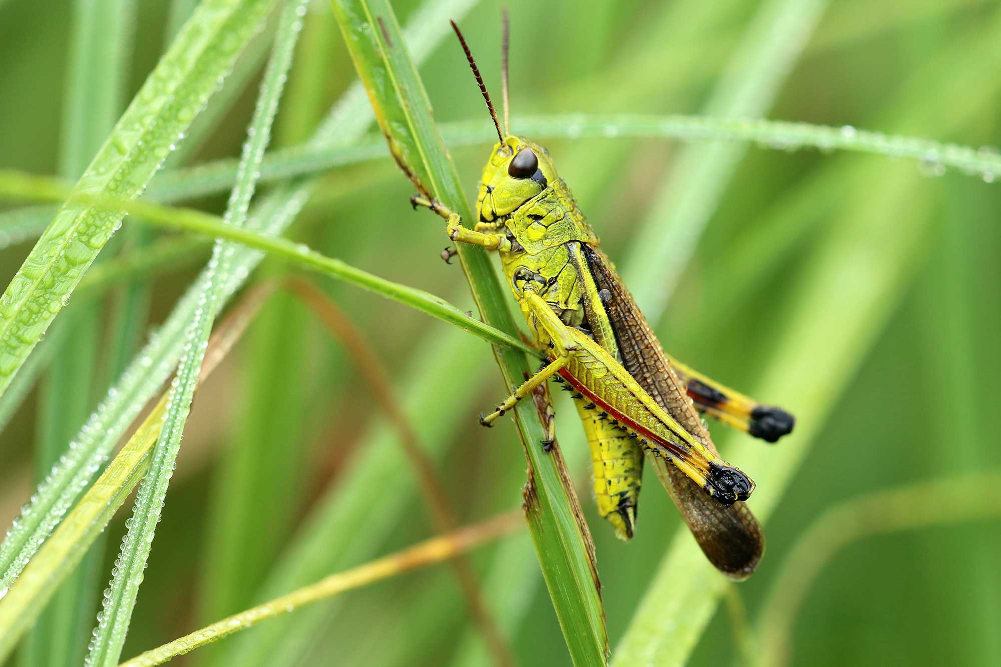 Get Rid Of Grasshoppers The Eco-Friendly Way