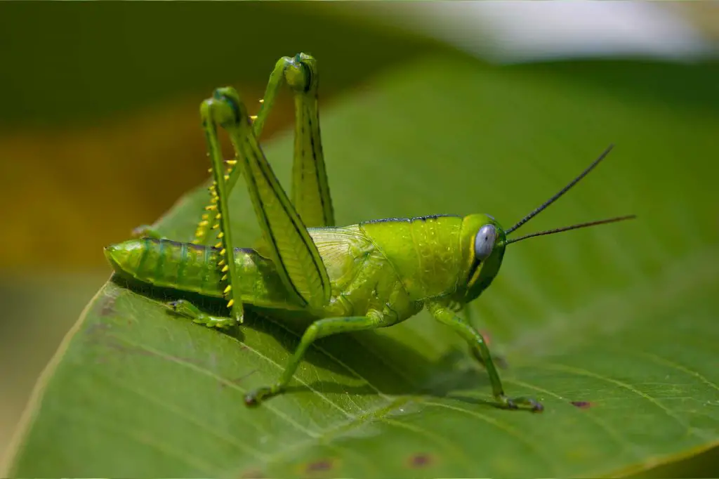 Get rid of grasshoppers the eco-friendly way