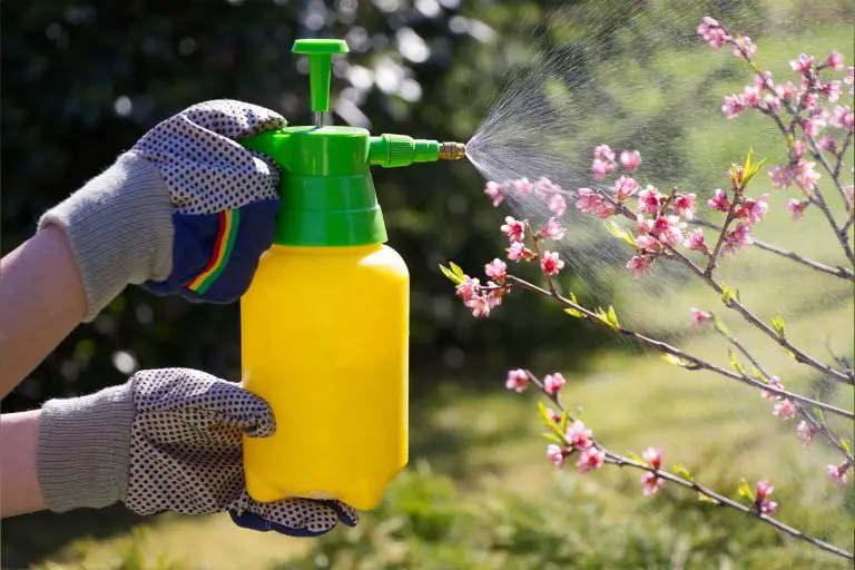 Homemade Fruit Tree Spray
