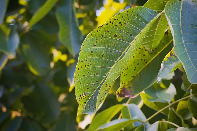 Anthracnose