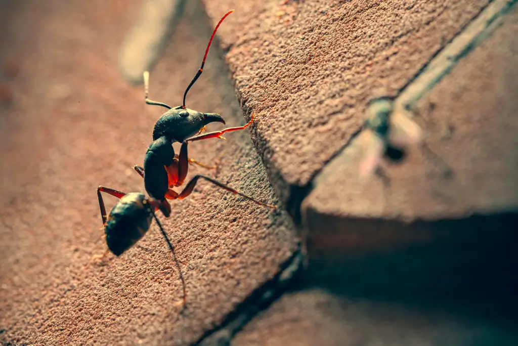 15 ways to get rid of ants