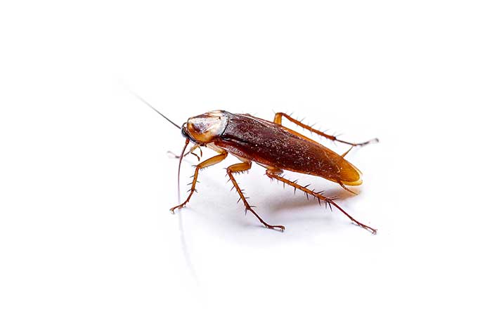 How Many Legs Do Cockroaches Have?