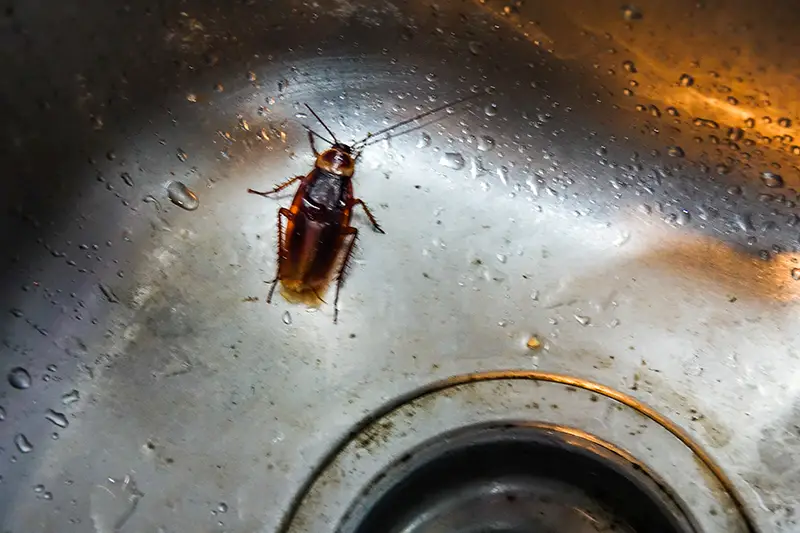 Cockroach on sink