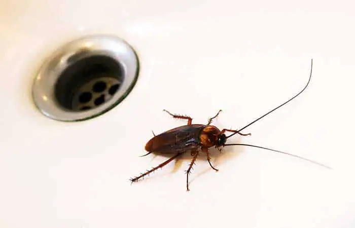 Cockroach in a sink