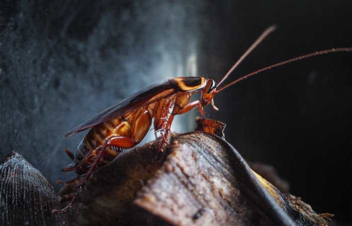 Do Cockroaches Make Noise?