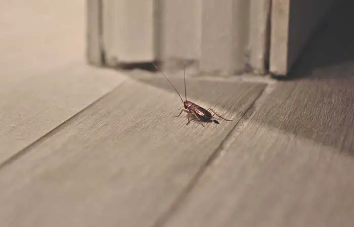 single cockroach