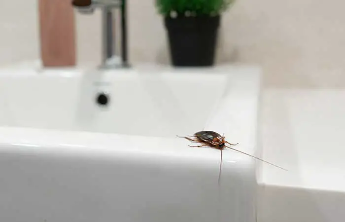 cockroach on a sink