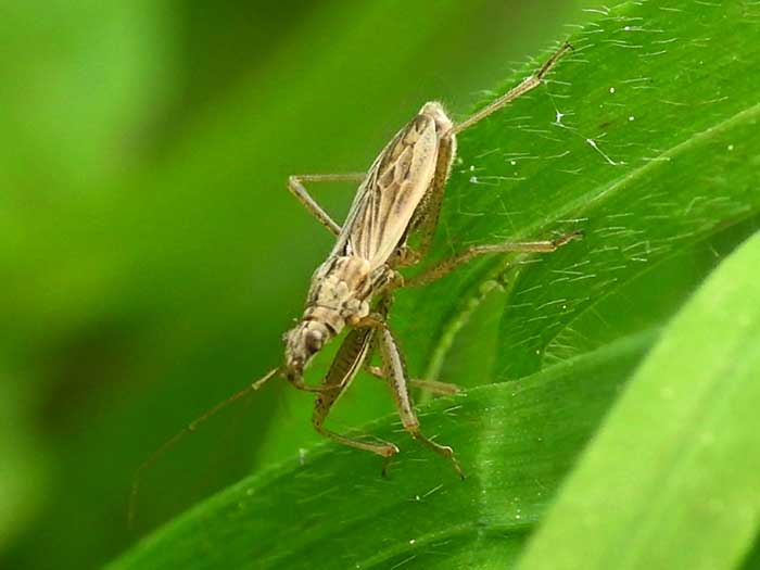 aphids predators