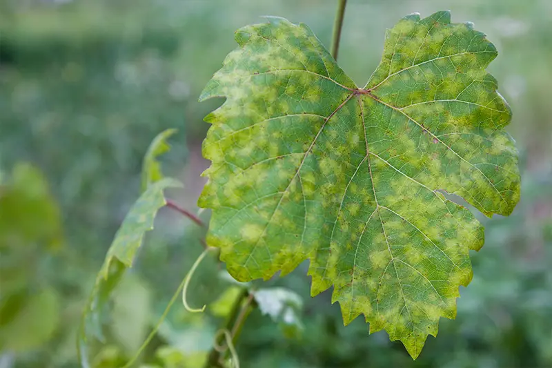 Downy mildew