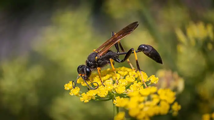 Garden wasp