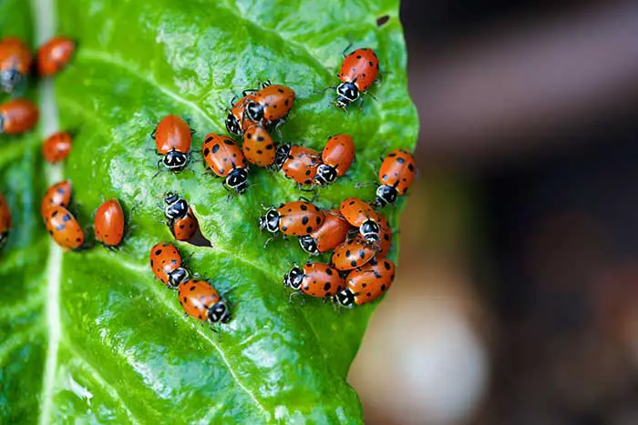 Do ladybugs eat mealybugs?