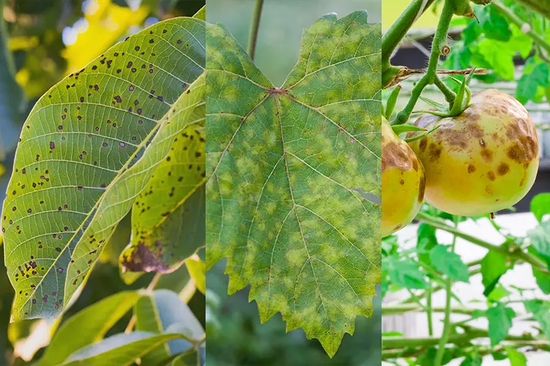 Fungal Diseases In Plants