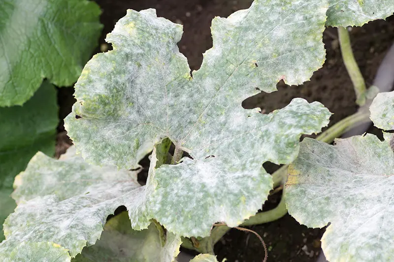 Powdery mildew on plant leaf