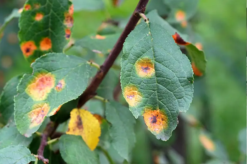 Rust on plant leaf