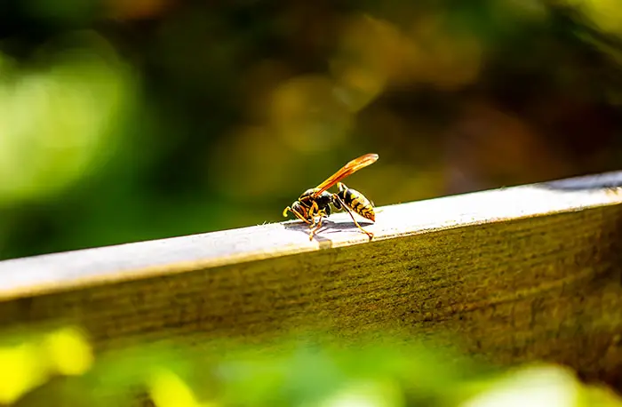 Why Wasps are Good for Your Garden