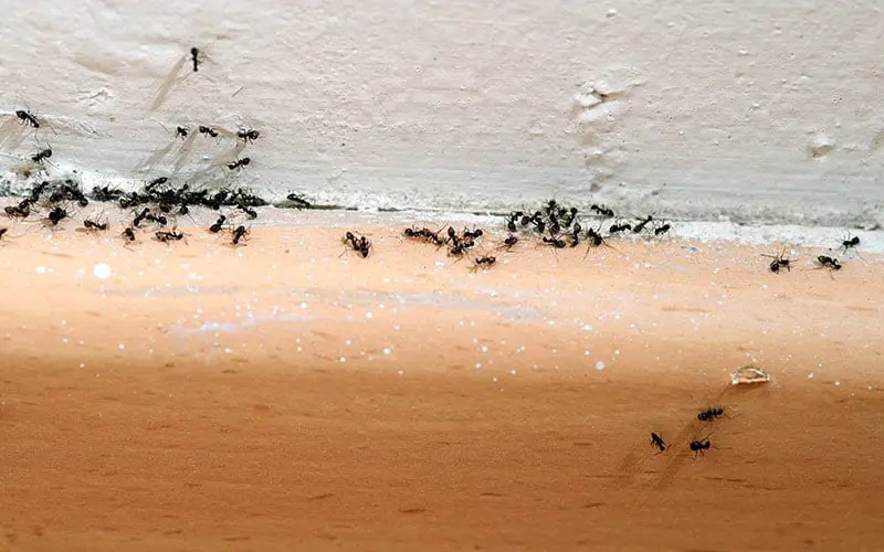 How to Get Rid of Ants in Bedroom - Pest Control Options