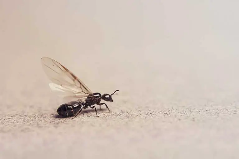 How To Get Rid of Flying Ants