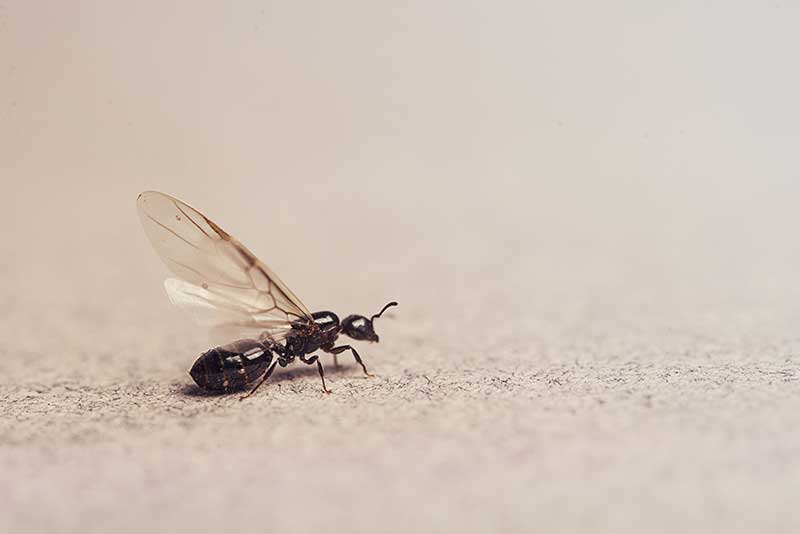 How to get rid of flying ants