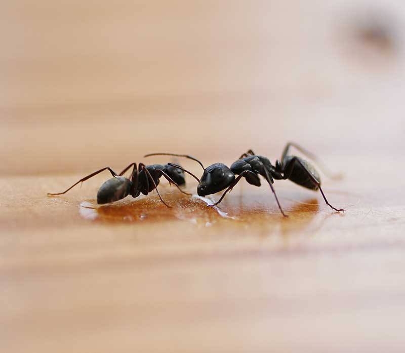 Ants eating