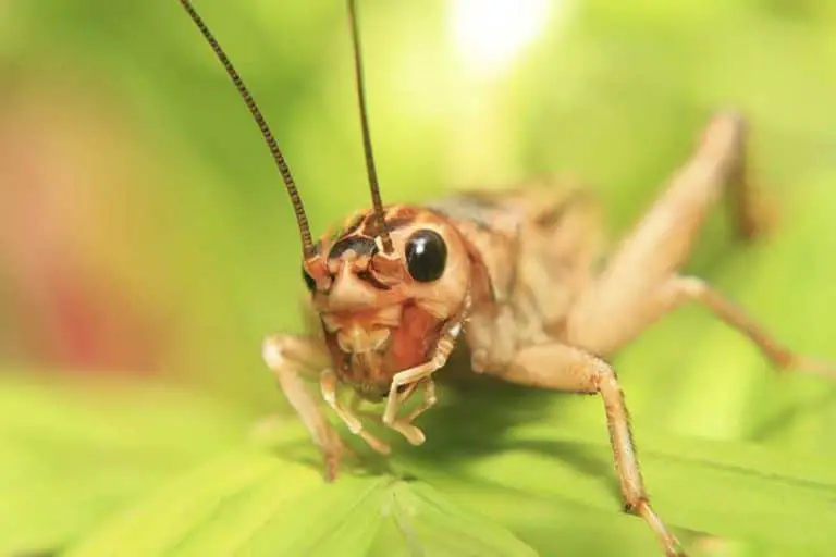 What Do Crickets Eat?