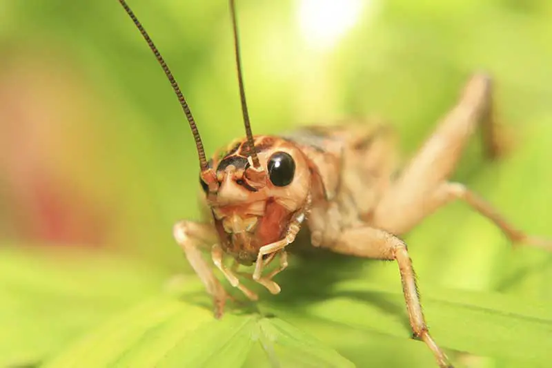What do crickets eat?