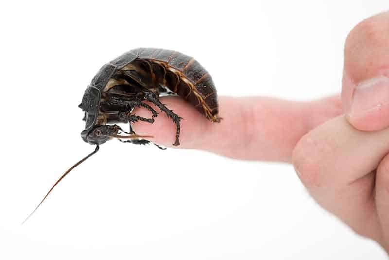 Do cockroaches bite?