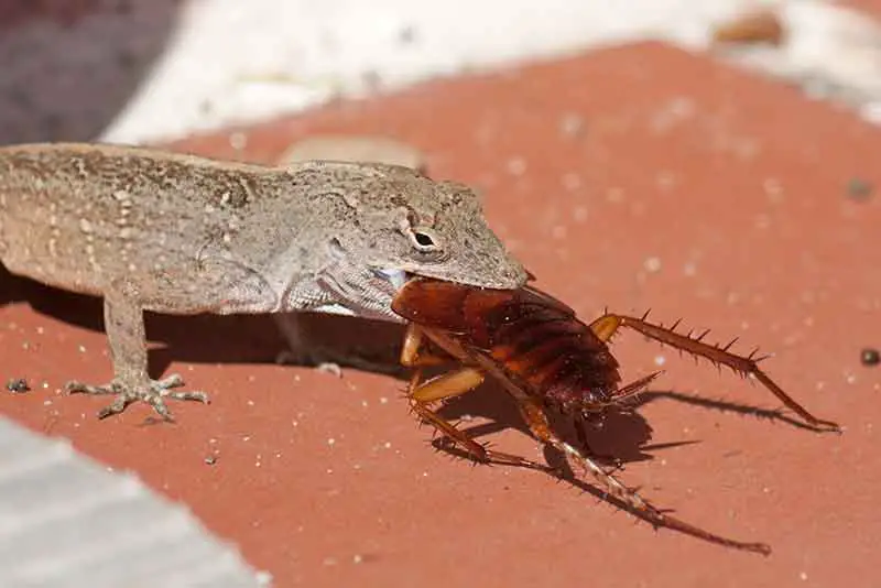 Lizard eating cockroach