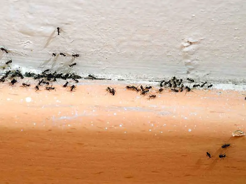 How to get rid of ants in winter