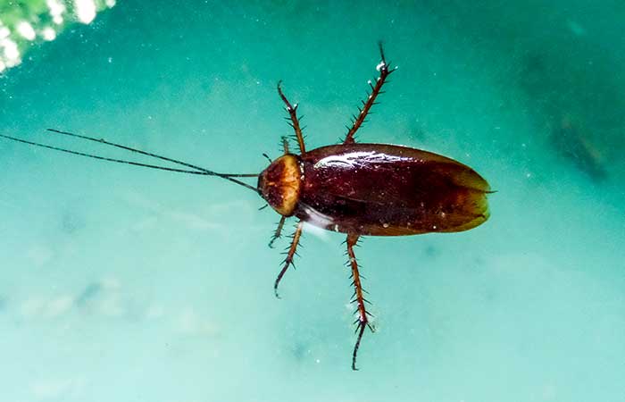 What temperature kills cockroaches?