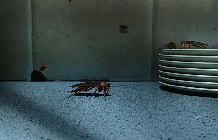 Cockroaches in the kitchen at night 