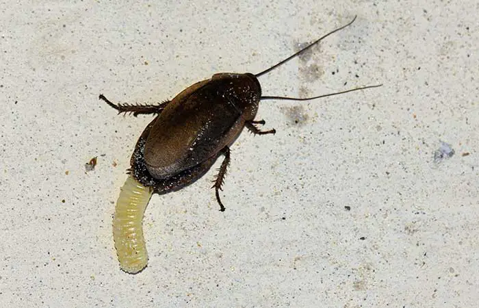 Cockroach laying eggs