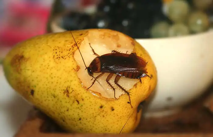 cockroach eating fruit