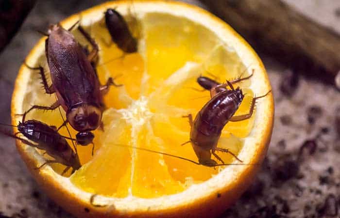 Cockroaches eating orange fruit
