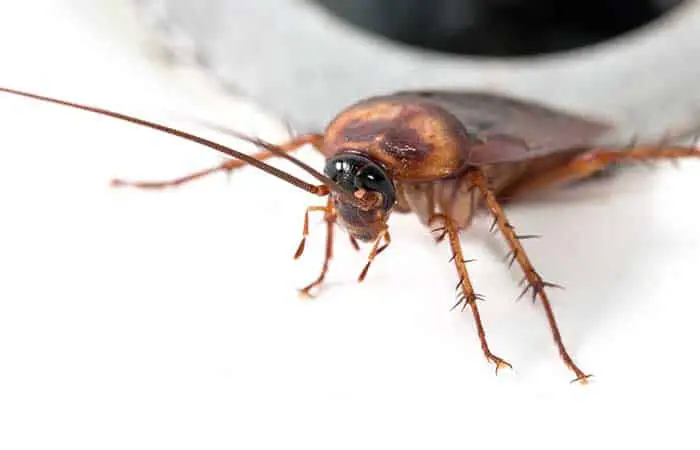 How long can a cockroach live without its head?