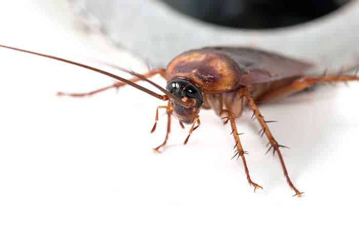 Why Are We Scared Of Cockroaches? How To Deal With The Fear