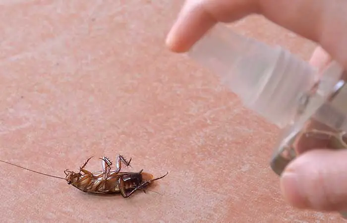 spraying a cockroach 