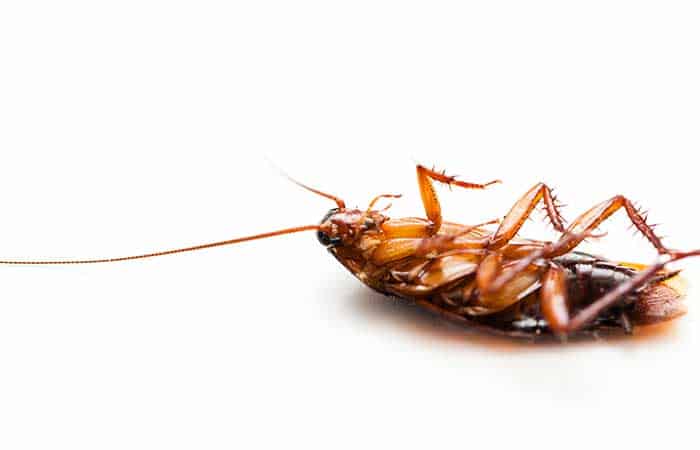 Can roaches survive in the cold?