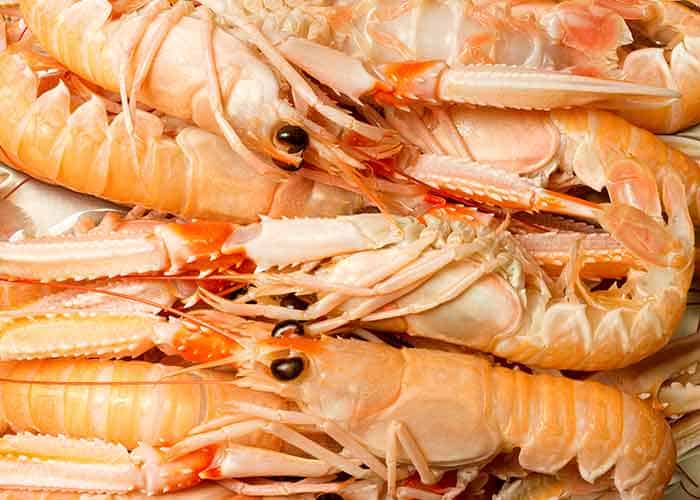 Are Shrimp Related to Cockroaches? What Are The Similarities and Differences?