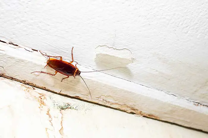 Cockroach climbing a wall