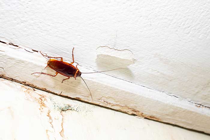 Cockroach climbing a wall