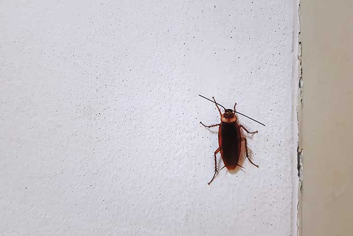 Can cockroaches climb walls?