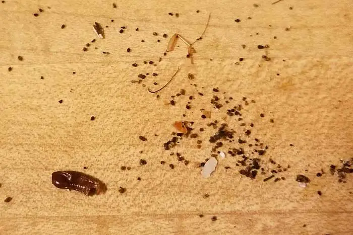 cockroach droppings on floor