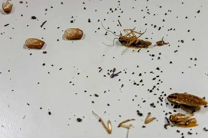 Should you be worried if you find one cockroach in your home?